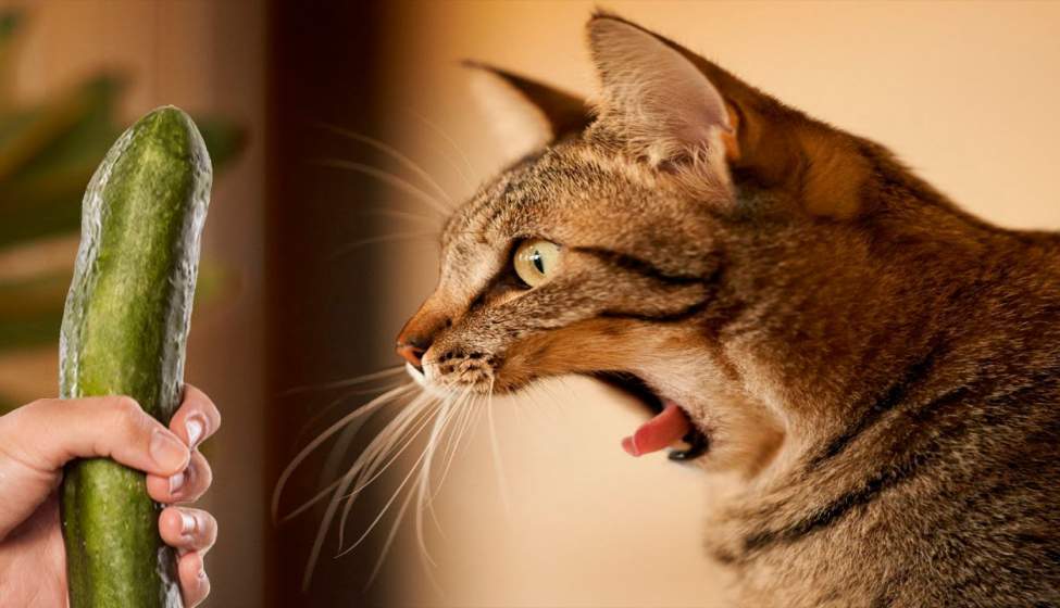 چرا گربه‌ها از خیار می‌ترسند؟