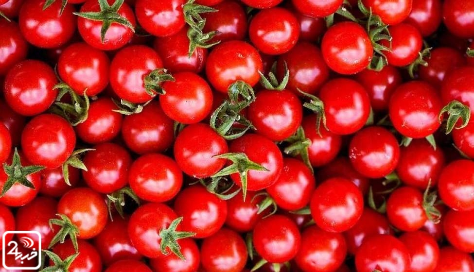 دلیل گرانی گوجه فرنگی در بازار