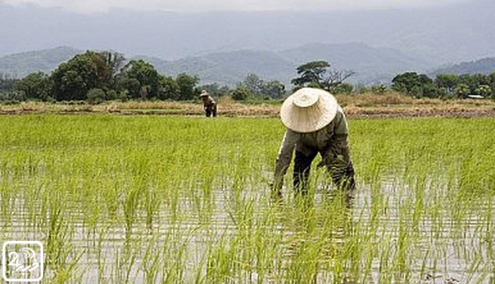 تولید برنج در کشور۲۰ درصد افزایش یافت