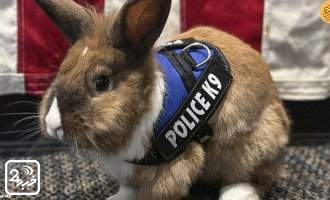 یک خرگوش، افسر پلیس شد!