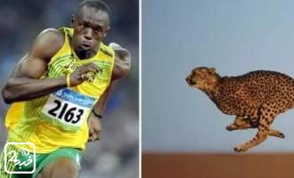 مقایسه سرعت دویدن انسان با سایر حیوانات + فیلم  