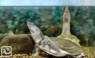 این لاک‌پشت‌ها از راه دهان ادرار می‌کند