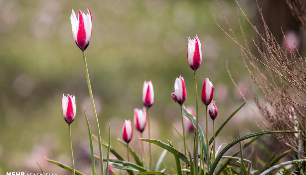 لاله های وحشی روستای شرب العین یزد  