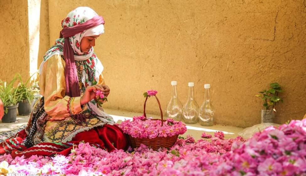 برداشت گل محمدی در بجنورد  