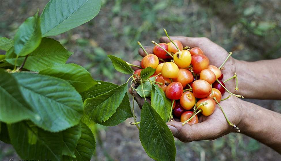 برداشت گیلاس - زیباشهر اصفهان‎  