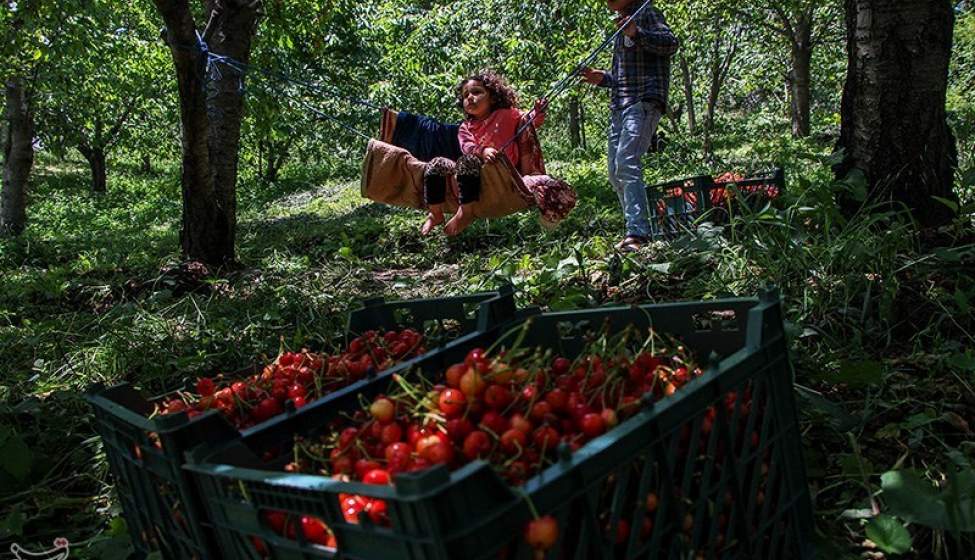 برداشت گیلاس از باغات شهرستان اهر  